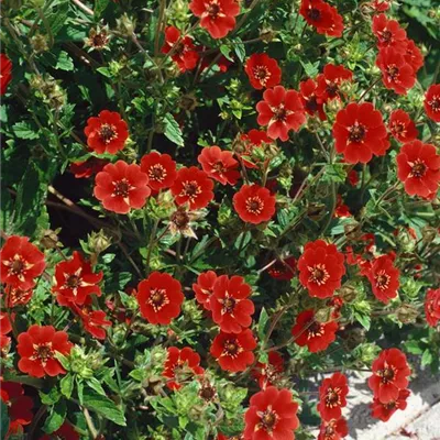 Topfgrösse 0.5 Liter - Blutrotes Fingerkraut 'Gibson´s Scarlet' - Potentilla 'Gibson's Scarlet'