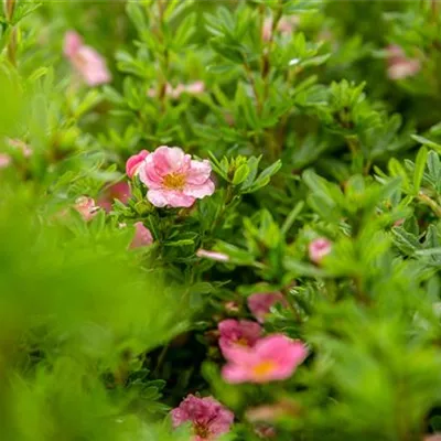 Topfgrösse 0.5 Liter - Fingerkraut - Potentilla nepalensis 'Miss Willmott'