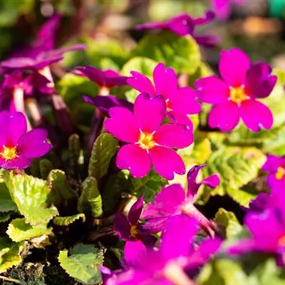 Topfgrösse 0.5 Liter - Kissenprimel - Primula pruh. 'Wanda'