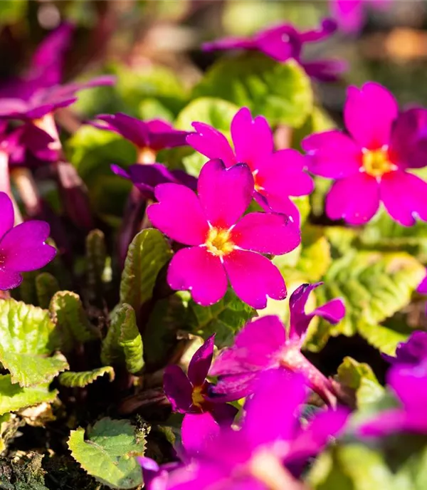 Primula pruh. 'Wanda'