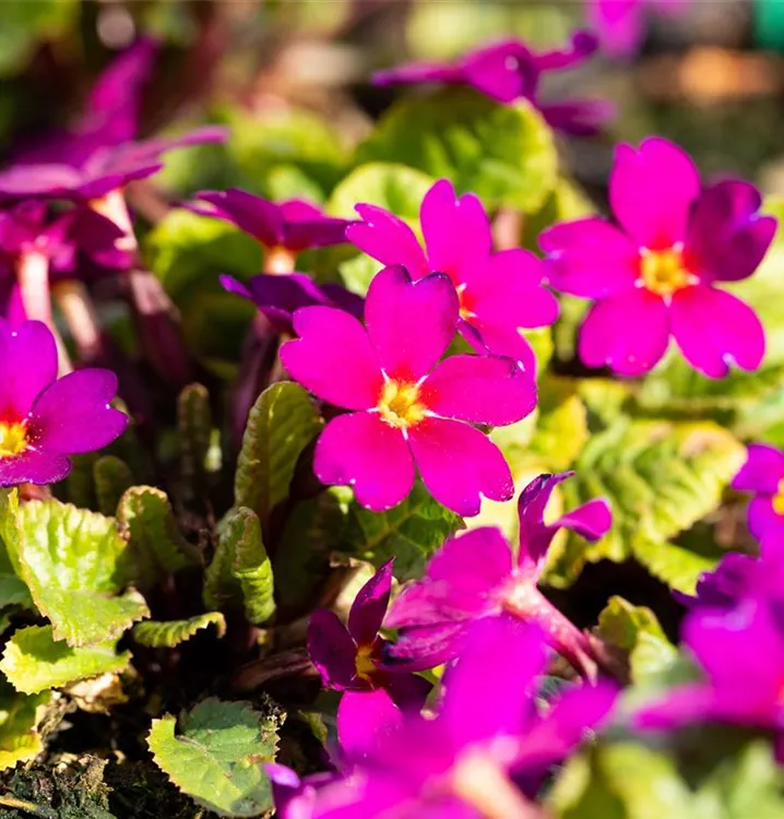 Kissenprimel - Primula pruh. 'Wanda'