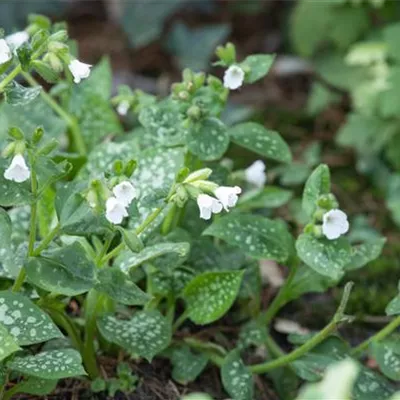 Topfgrösse 0.5 Liter - Gemeines Lungenkraut - Pulmonaria officinalis 'Sissinghurst White'