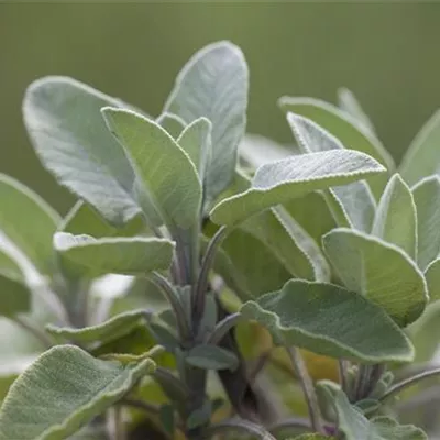 Topfgrösse 1 Liter - Garten-Salbei - Salvia officinalis 'Berggarten'