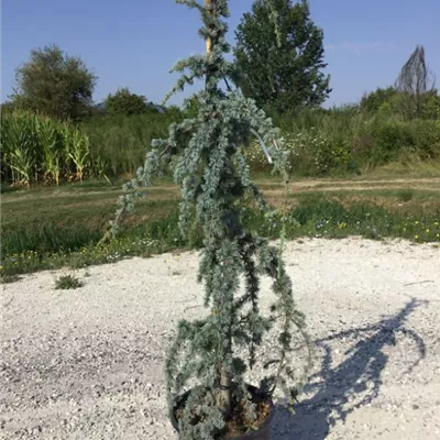 im Container 80 - 100 - Hänge Blauzeder - Cedrus libani 'Glauca Pendula'