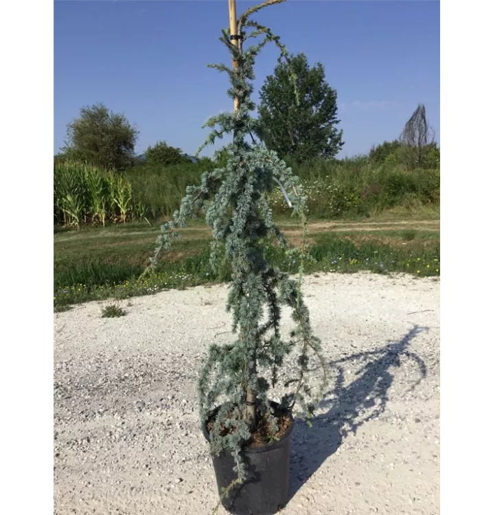 Hänge Blauzeder - Cedrus libani 'Glauca Pendula'