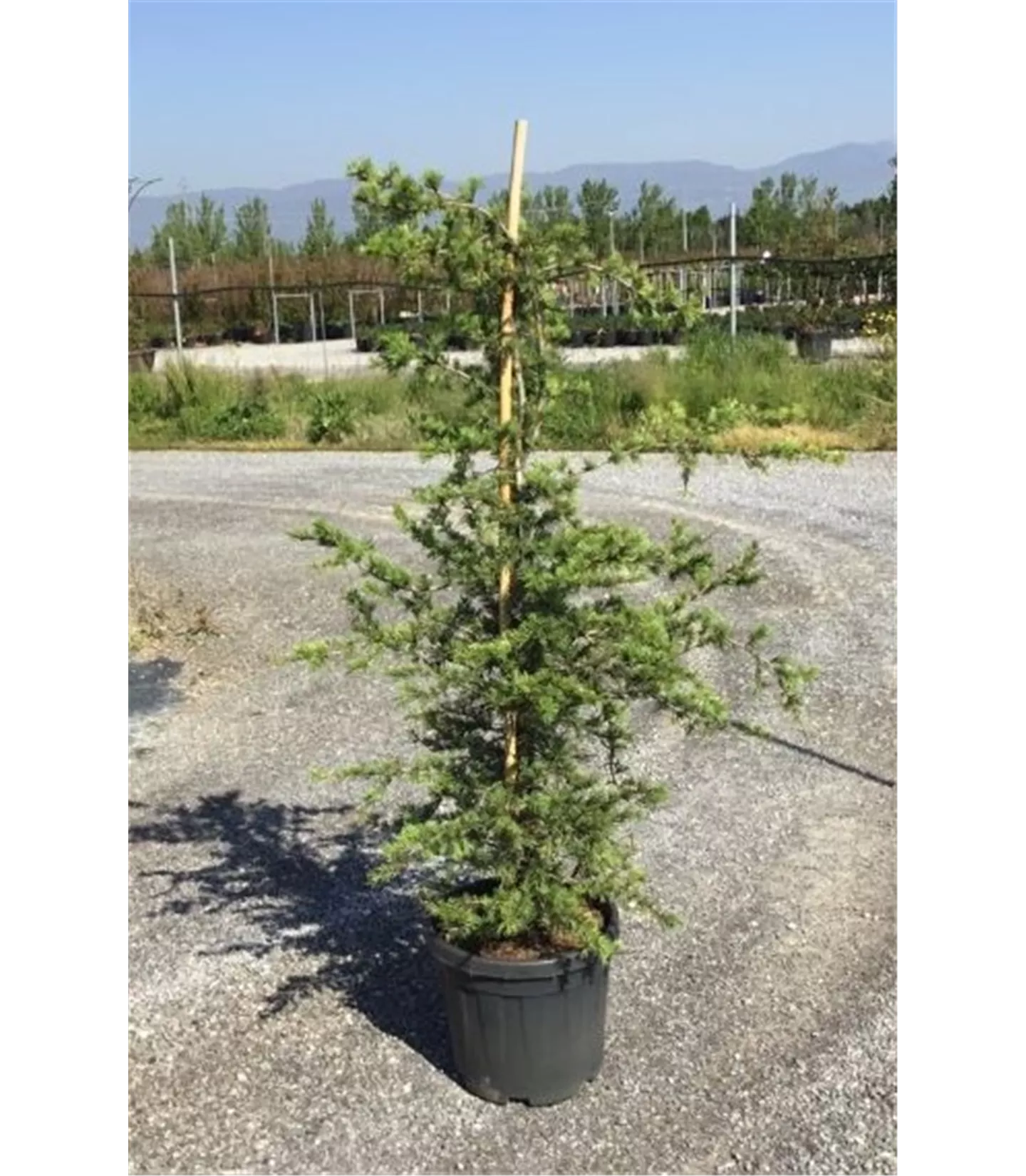 Cedrus libani 'Sargentii'