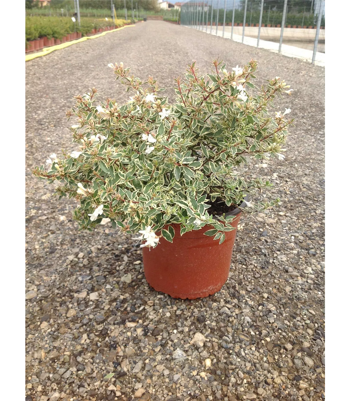 Abelia grandiflora (x) 'Confetti'