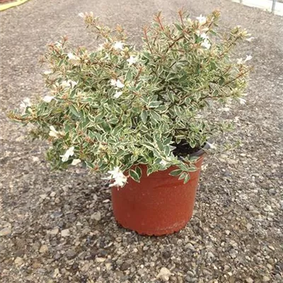 im Container 30 - 40 - Abelie - Abelia grandiflora (x) 'Confetti'