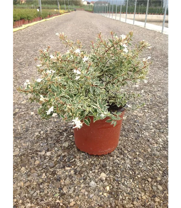 Abelia grandiflora (x) 'Confetti'