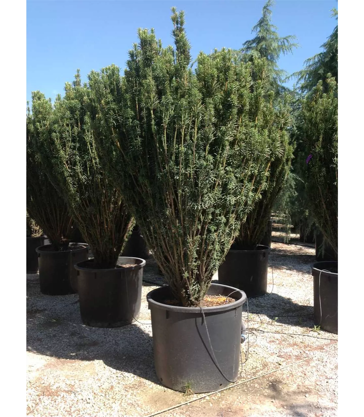 Cephalotaxus harringtonii 'Fastigiata'