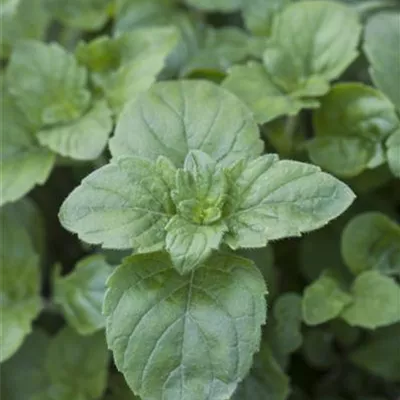 Topfgrösse 0.5 Liter - Grossblütige Bergminze - Calamintha grandiflora