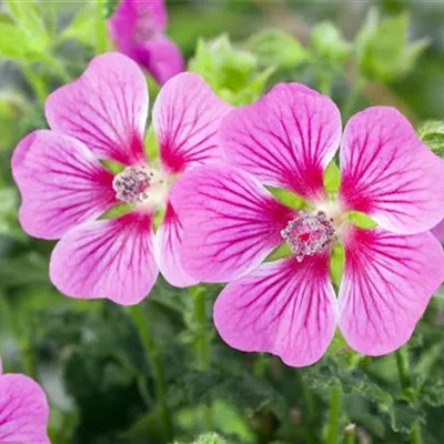 Topfgrösse 1 Liter - Strauchmalve - Lavatera olbia 'Rosea'