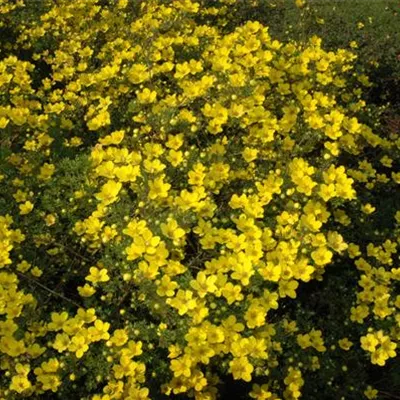 Topfgrösse 0.5 Liter - Gold-Fingerkraut - Potentilla aurea