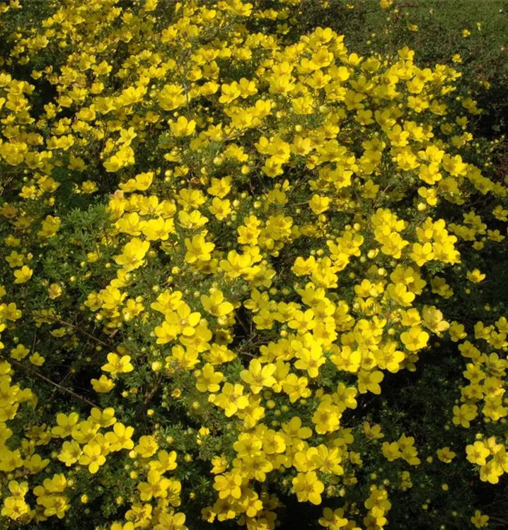 Gold-Fingerkraut - Potentilla aurea