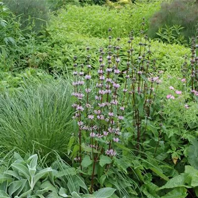 Topfgrösse 1 Liter - Brandkraut - Phlomis tuberosa