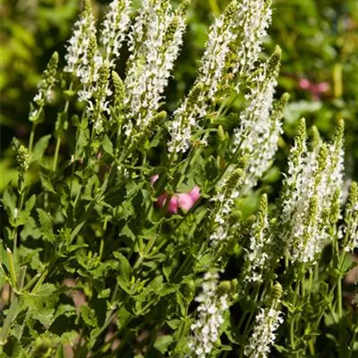 Topfgrösse 1 Liter - Salbei - Salvia nemorosa 'Adrian'