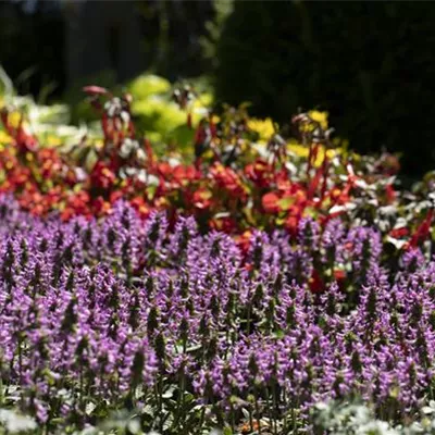 Topfgrösse 1 Liter - Gebräuchliche Betonie, Ziest - Stachys officinalis