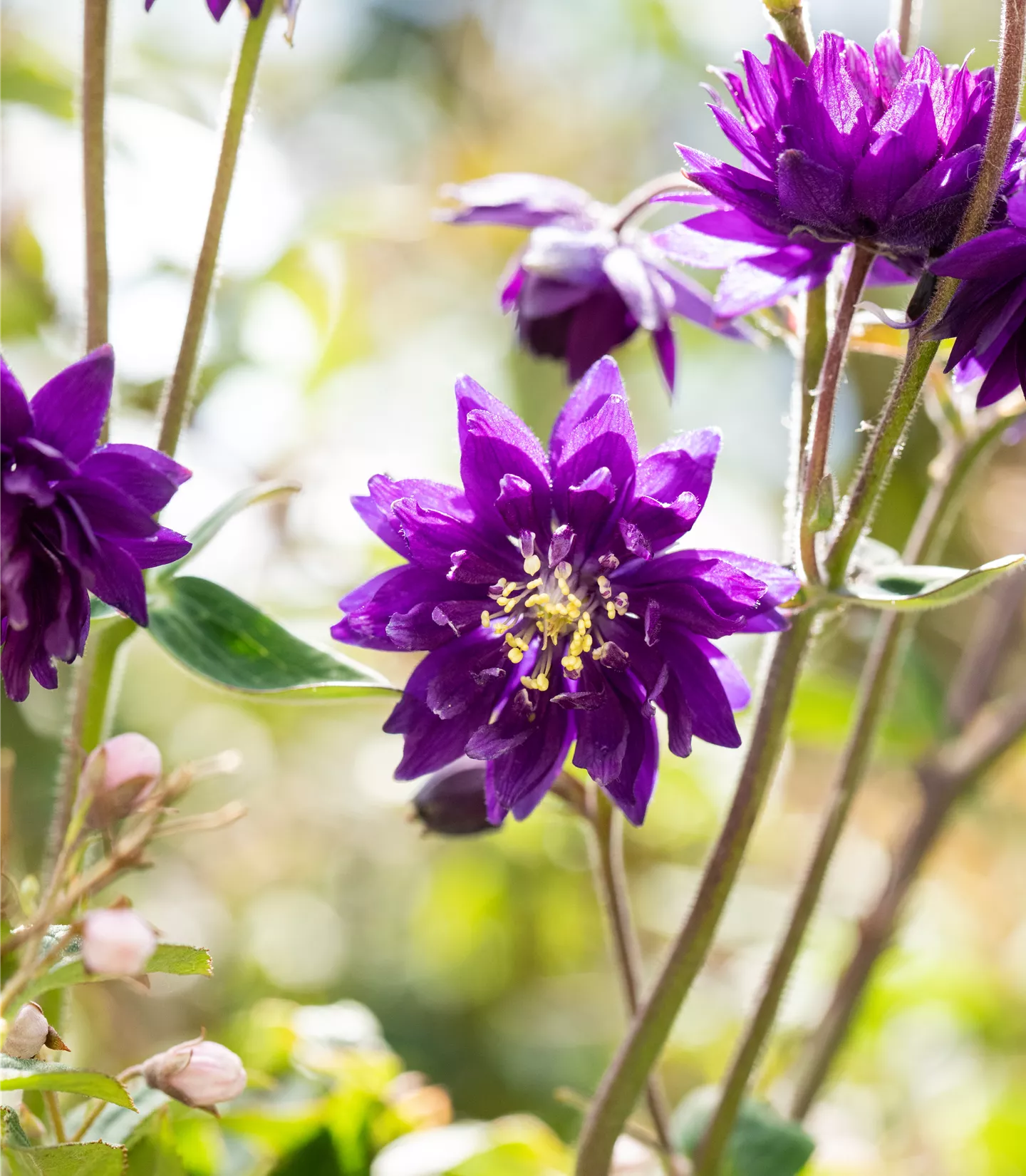 Aquilegia vulgaris 'Blue Barlow'