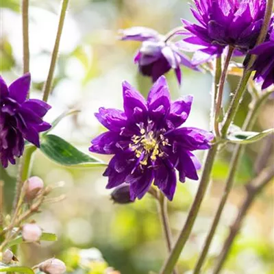 Topfgrösse 0.5 Liter - Garten-Akelei - Aquilegia vulgaris 'Blue Barlow'