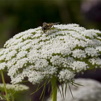 Topfgrösse 1 Liter - Wilde Karotte - Daucus carota