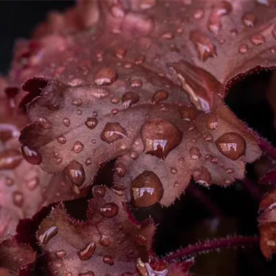 Topfgrösse 1 Liter - Heuchera 'Chateau Rouge'