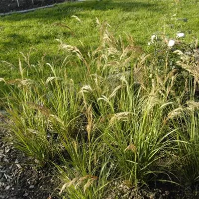 Topfgrösse 1 Liter - Rauhgras - Stipa calamagrostis 'Algäu'