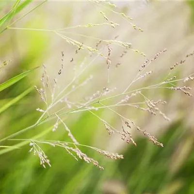 Topfgrösse 1 Liter - Panicum virgatum 'Cheyenne Sky'