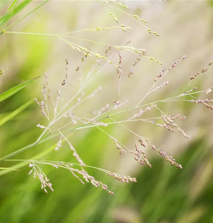 Panicum virgatum 'Cheyenne Sky'