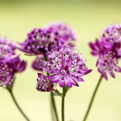 Topfgrösse 1 Liter - Sterndolde - Astrantia major 'Abbey Road'