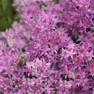 Topfgrösse 1 Liter - Fettbaltt, Fetthenne - Sedum spectabile 'Carl'