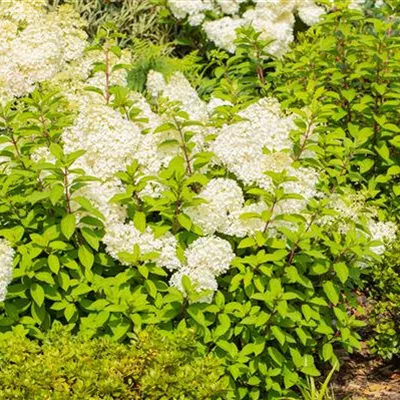 Topfgrösse 4 Liter - Hydrangea paniculata 'Bobo'