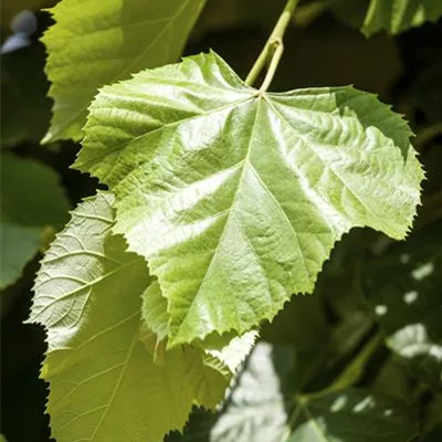 Hochstamm mit Ballen Stammumfang 16 - 18cm - Silberlinde - Tilia tomentosa