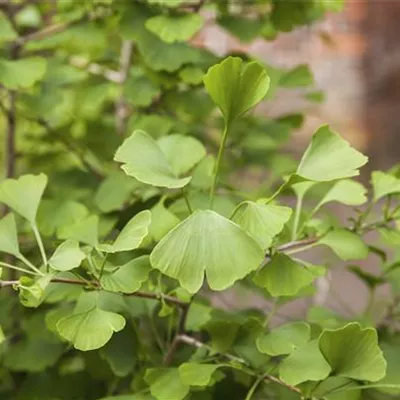 im Container 100-125 - Mädchenhaarbaum - Ginkgo biloba 'Tit'