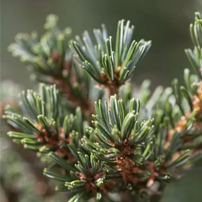 Container 70 - 80 - Mädchenkiefer - Pinus parviflora