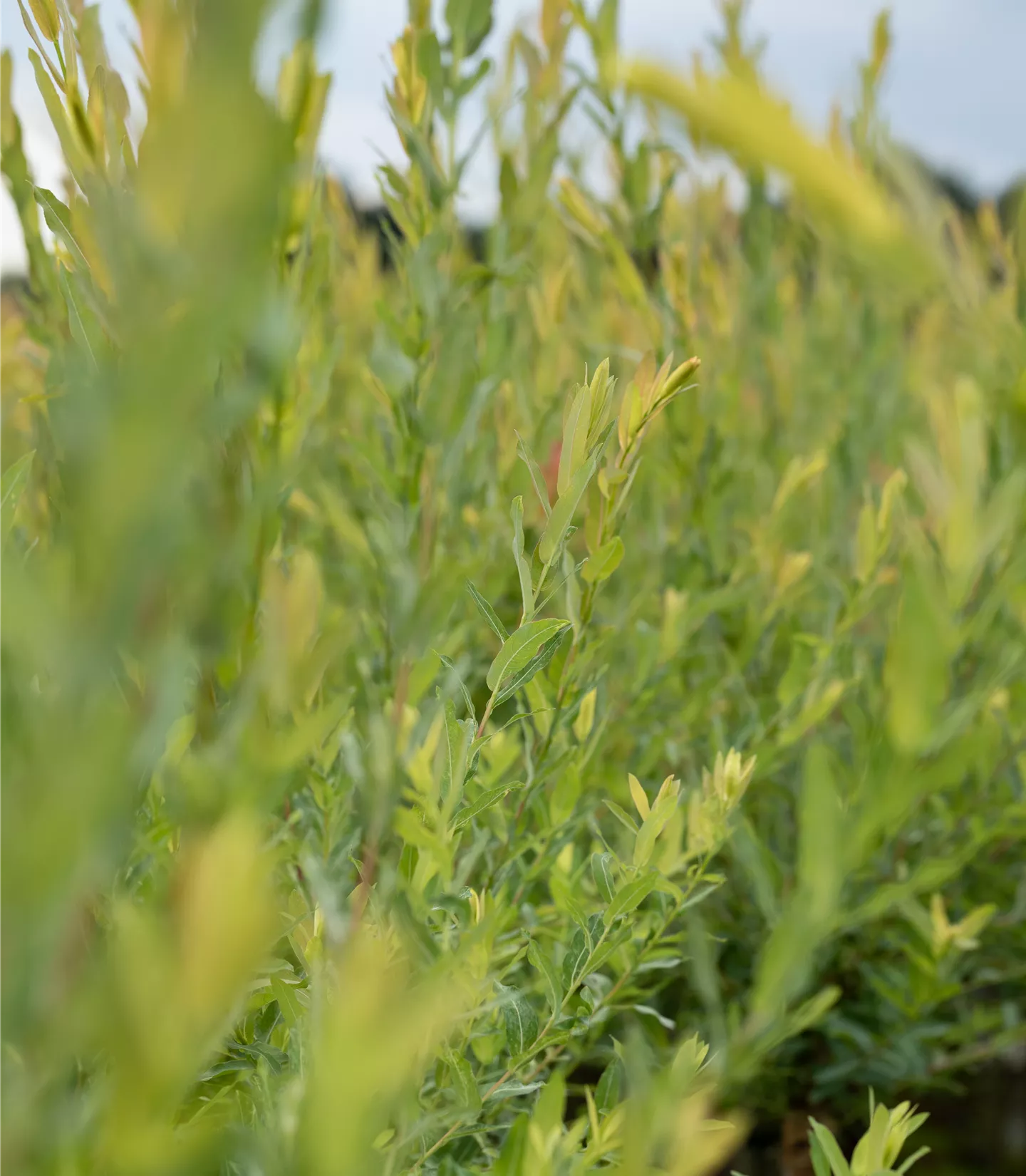 Salix purpurea