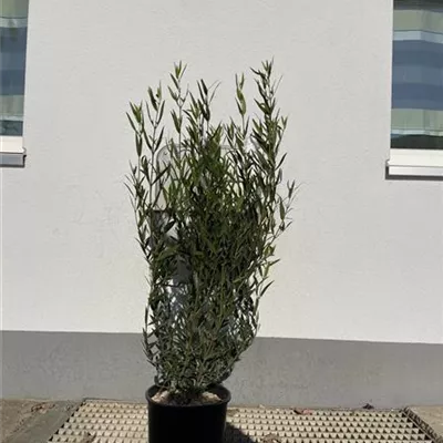 Topfgrösse 10 Liter 60 - 80cm - Phillyrea angustifolia - Heckenpflanze