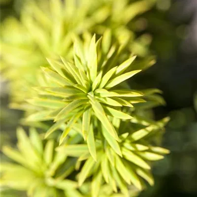 Container 70 - 80 - Eibe - Taxus baccata 'Washingtonii'