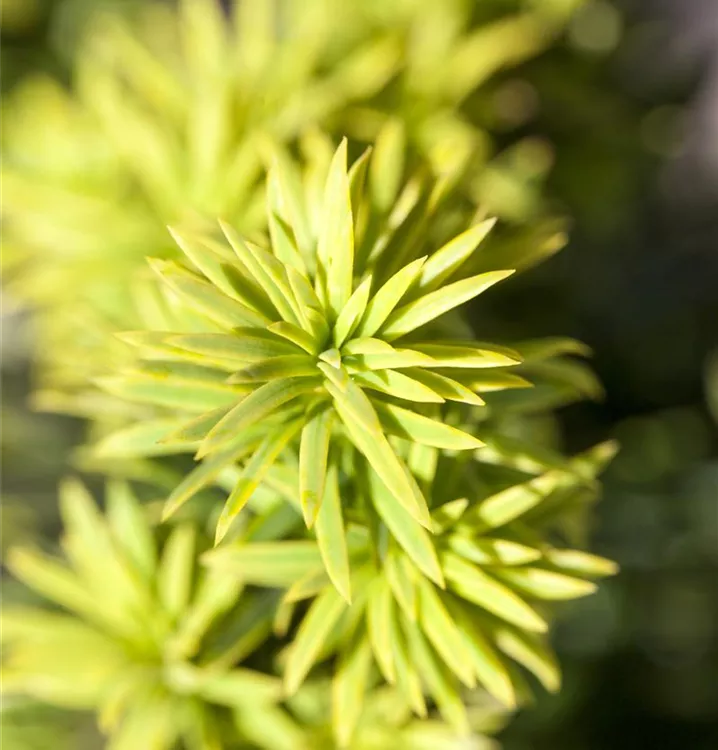 Eibe - Taxus baccata 'Washingtonii'