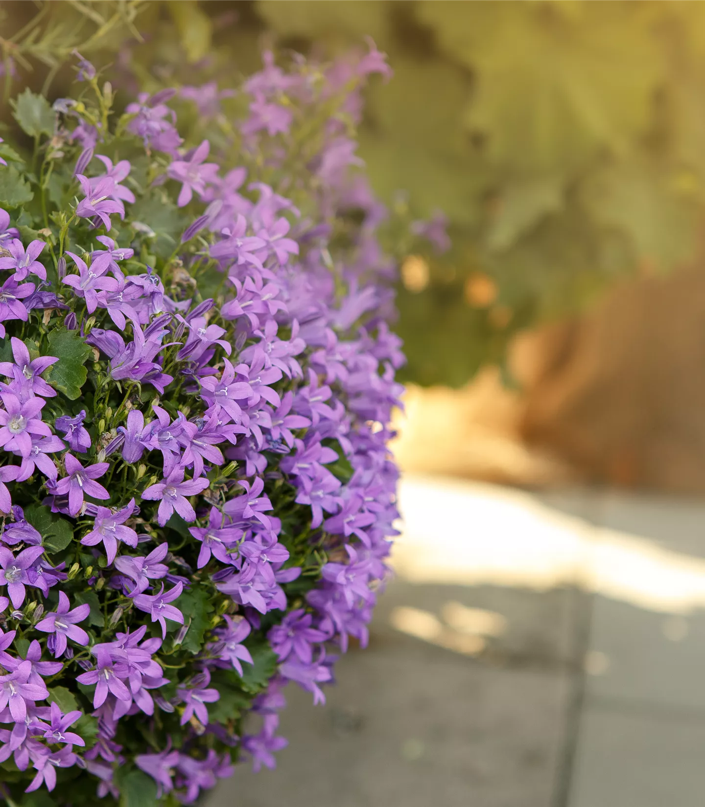 Campanula 'Birch Hybrid'