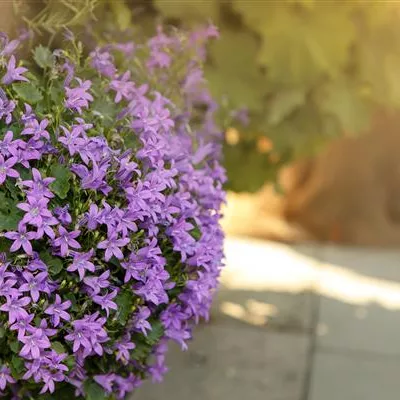 Topfgrösse 0.5 Liter - Glockenblume - Campanula 'Birch Hybrid'