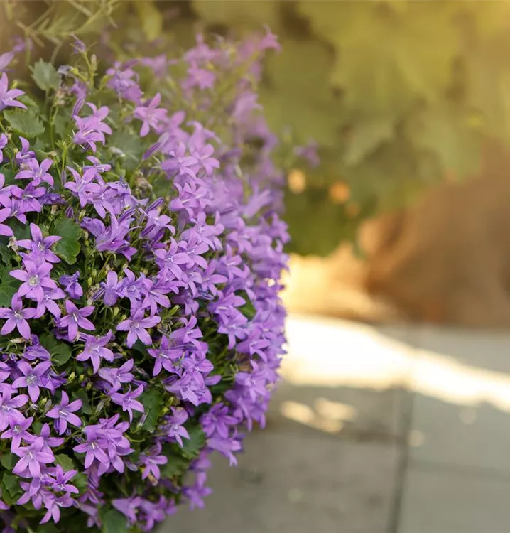 Glockenblume - Campanula 'Birch Hybrid'