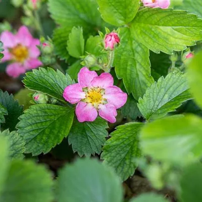 Topfgrösse 0.5 Liter - Wald-Erdbeere - Fragaria vesca 'Alexandria'