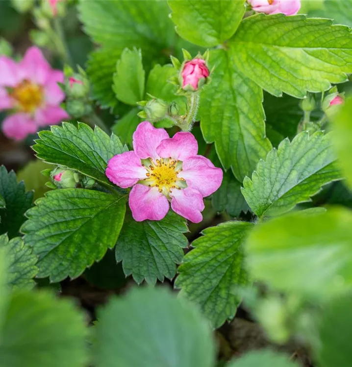 Wald-Erdbeere - Fragaria vesca 'Alexandria'