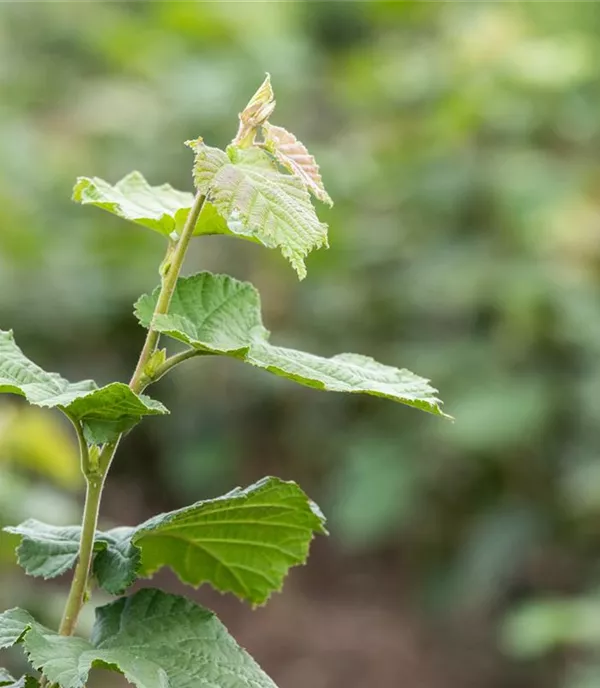 Corylus colurna