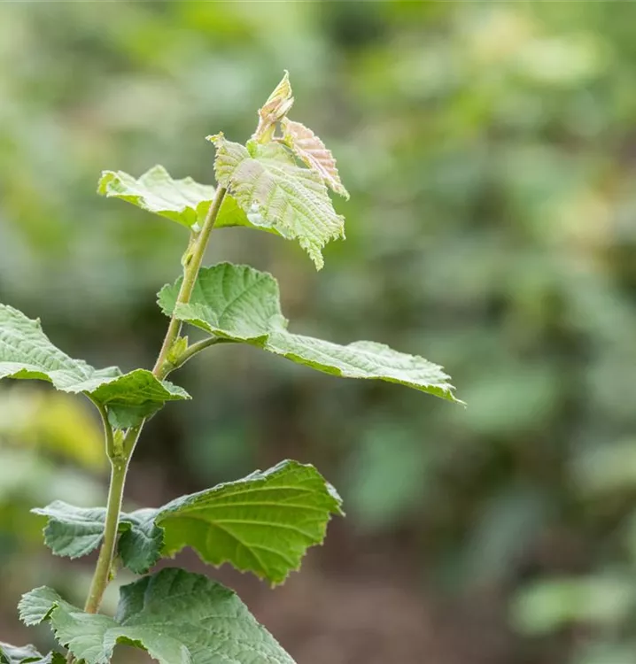 Baumhasel - Corylus colurna