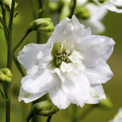 Topfgrösse 1 Liter - Pacific-Garten-Rittersporn 'Galahad' - Delphinium (Pacific-Gruppe) 'Galahad'