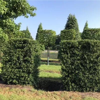 mit Ballen 180cm - Gemeine Stechpalme Heckenelemente - Ilex aquifolium Heckenelemente