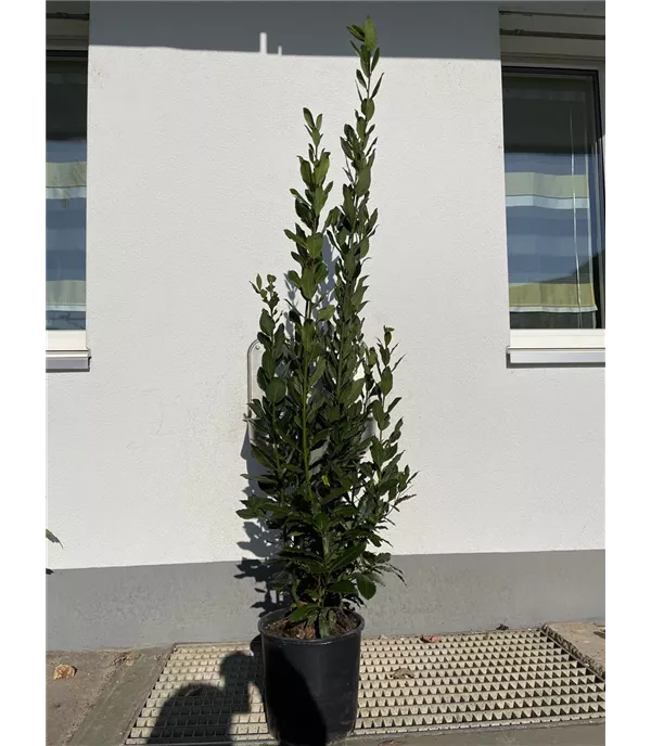 Laurus nobilis Heckenpflanze