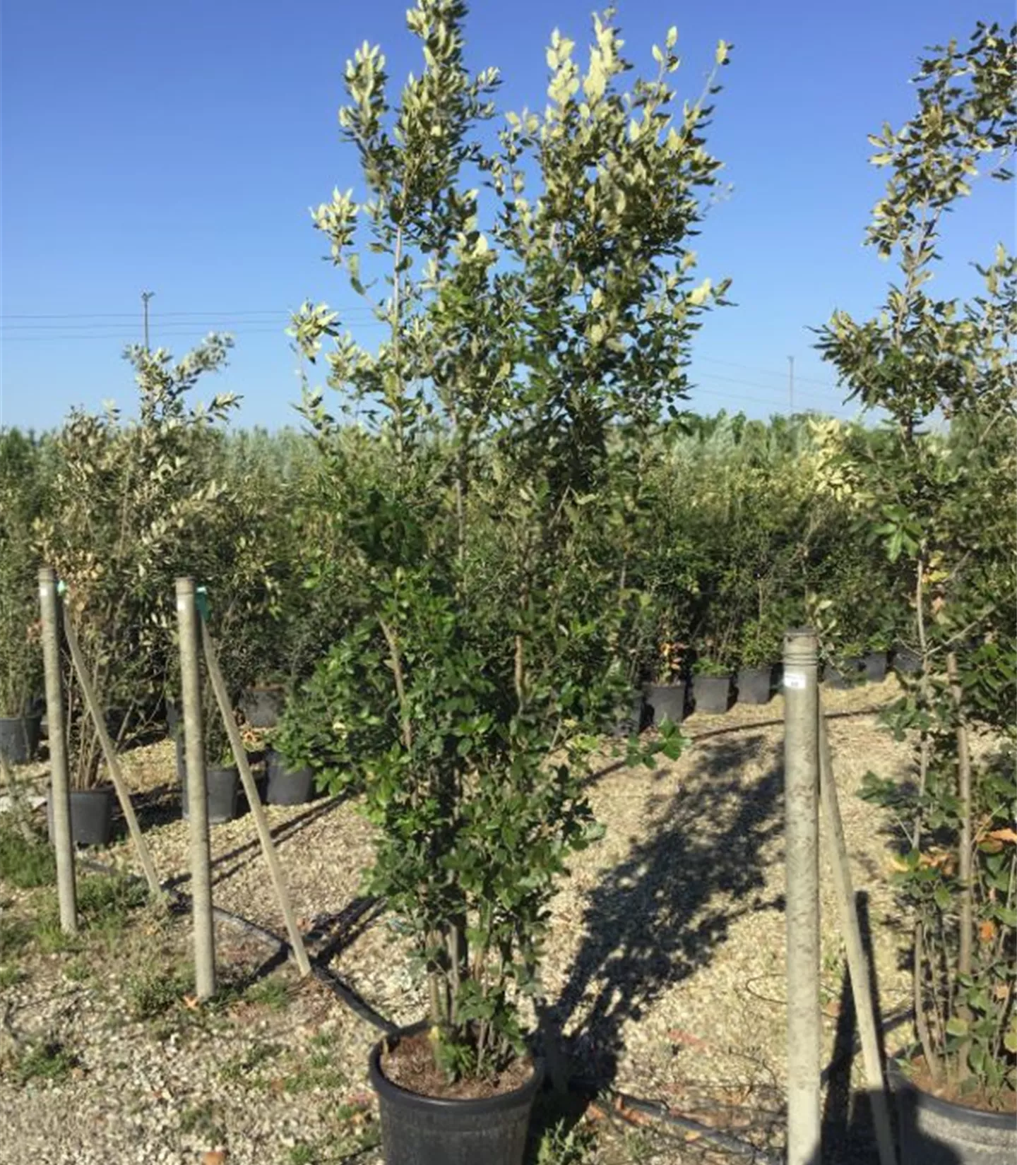 Quercus ilex Heckenpflanze