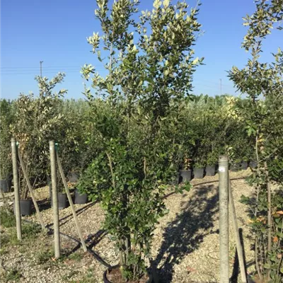 Topfgrösse 10 Liter Höhe 80 - 100cm - Steineiche Heckenpflanze - Quercus ilex Heckenpflanze